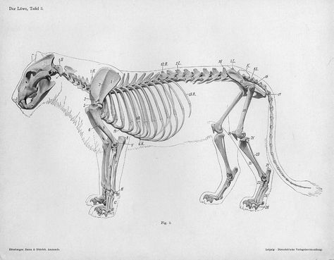 Lose Yourself In The Gorgeous Anatomical Drawings of Hermann Dittrich Pumas Animal, Lion Anatomy, Feline Anatomy, Cat Anatomy, Animal Skeletons, Cat Reference, Animal Anatomy, Cat Spray, Anatomy For Artists