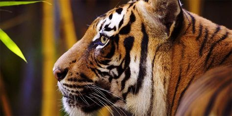 Malayan Tiger, Tiger Wallpaper, Animal Reference, View Wallpaper, Tiger Face, Rare Animals, Black And White Film, Tiger Head, Cool Landscapes