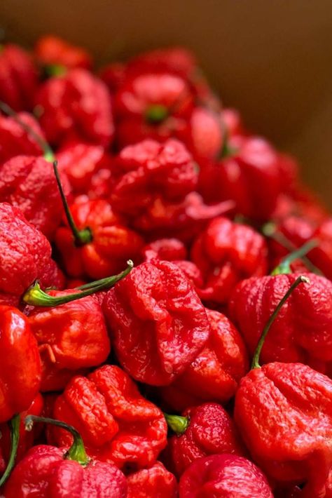 Multiple pictures of the world's hottest chilli pepper: The Carolina Reaper Carolina Reaper, Chili Pepper, Peppers, The Heat, Chef, Stuffed Peppers, Canning