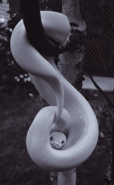 Aesthetic Snake Pictures, White Snake Aesthetic, Aesthetic Snakes, Snakes Aesthetic, Snake Aesthetic, Cute Snakes, Pretty Snakes, Snake Wallpaper, Cute Reptiles