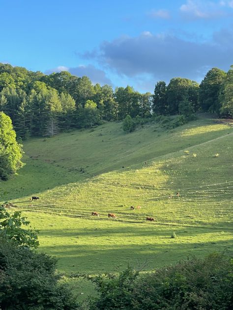 farm cottage core sun sunlight cows cute <3 Farm Life Aesthetic Cottage, Cottage Farm Aesthetic, Betty Core, Cows Cute, Cottage Core Farm, Farm Vibes, Cottagecore Farm, Farm Core, Farm Aesthetic