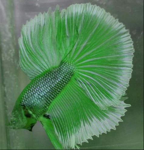 Wow! Nature is so beautiful and vibrant. I HAVE NEVER SEEN THIS GREEN ON A BETTA. I FIND THIS SUSPECT. Colourful Fish, Betta Fish Types, Pretty Fish, Betta Fish Care, Beta Fish, Betta Fish Tank, Freshwater Aquarium Fish, Fish Care, Pet Fish