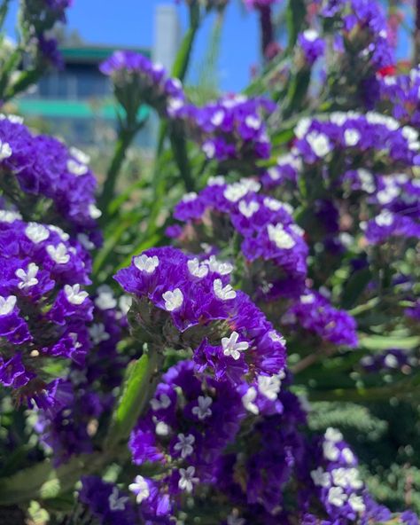 Statice flowers Statice Flowers, Sea Lavender, Botany, Purple Flowers, Midnight Blue, Lavender, Purple, Flowers, Blue