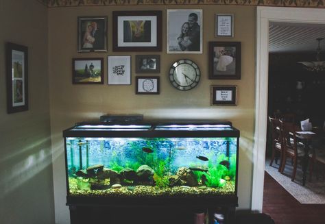 A peek inside our place… a gallery wall hung above a fish tank! It's so fun having these pictures around our fish tank - such a cozy feel! :) - Just Bee Blog Above Fish Tank Wall Decor, Fish Tank Dining Room, Fish Tank In Dining Room, Art Anime Tattoo, Nails Animation, Living Room Fish Tank, Fish Tank Cabinets, Anime Tattoo Designs, Fish Tank Wall