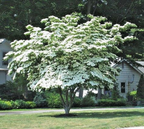 Kousa Dogwood Tree, Fuyu Persimmon Tree, Kousa Dogwood, Cornus Kousa, Dogwood Blooms, Growing Trees, Dogwood Tree, Tree Seedlings, Plant Seedlings