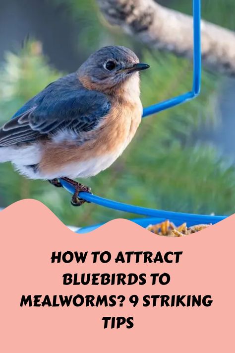 How To Attract Bluebirds To Mealworms? 9 Striking Tips https://birdever.com/how-to-attract-bluebirds-to-mealworms How To Attract Bluebirds To Your Yard, Bluebird Symbolism, Ohio Birds, Bird Feeder Hangers, Large Bird Feeders, Backyard Birds Watching, Backyard Birds Sanctuary, Backyard Birds Feeders, Make A Bird Feeder