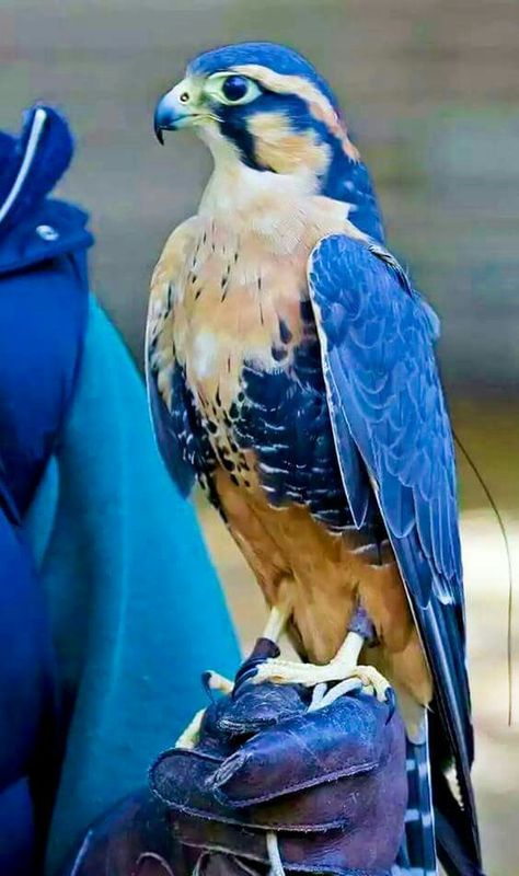 Prey Birds, Raptors Bird, Peregrine Falcon, Most Beautiful Birds, Beautiful Moon, All Birds, Bird Pictures, Exotic Birds, Pretty Birds