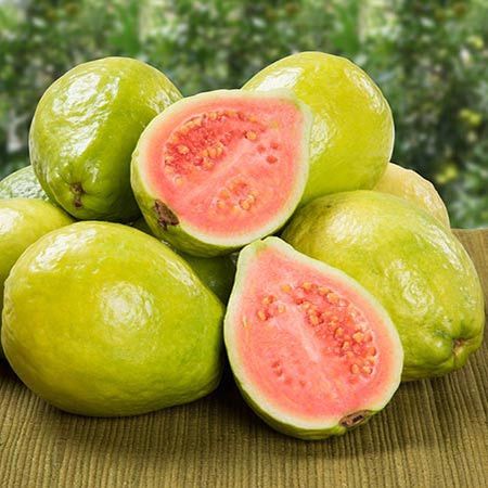 Guava Fruit Benefits, Guava Jam, Pineapple Guava, Guava Tree, Guava Fruit, Guavas, Pink Guava, Edible Seeds, Fruit Benefits