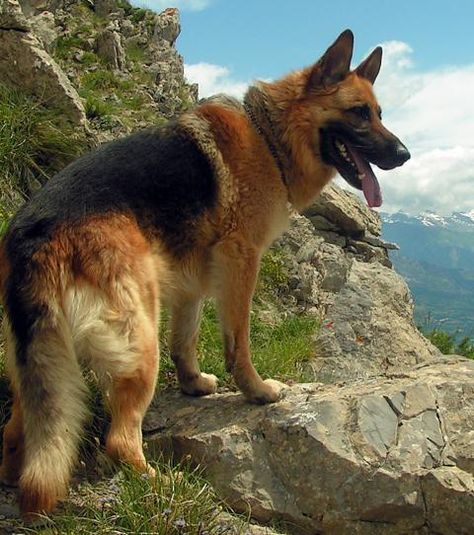 Un chien berger allemand Rich Dog, Guard Dogs, Shepherd Puppies, German Shepherd Puppies, Working Dogs, German Shepherd Dogs, Shepherd Dog, Big Dogs, Beautiful Dogs