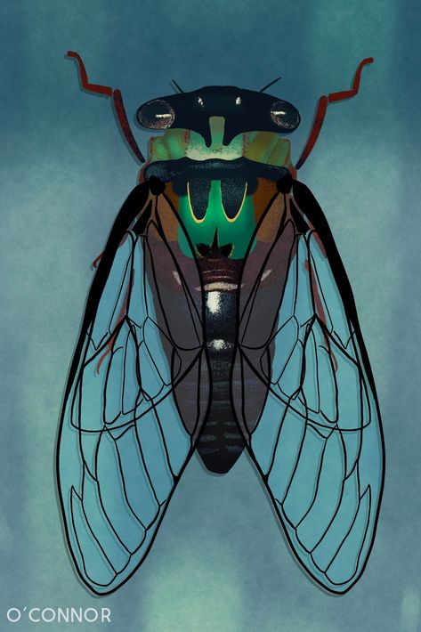 Cicada season is upon us. This is a sweet little singer that I decided to Illustrate. Cicada Art Illustration, Cicada Illustration, Cicada Tattoo, Cicada Art, Tee Illustration, Deco 2023, Linocut Printmaking, Background Designs, Illustration Portfolio