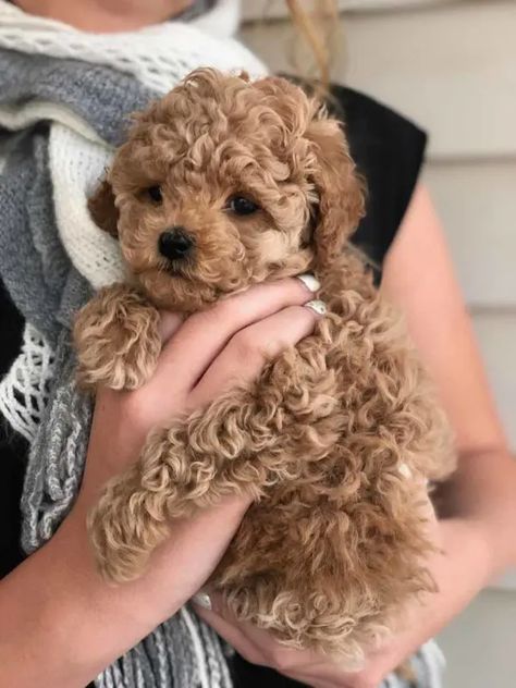 Teacup Goldendoodle Puppy, Golden Poodle Puppy, Tea Cup Poodle Puppies, Brown Teacup Poodle, Tea Cup Poodles, Teacup Goldendoodle Full Grown, Tea Cup Golden Doodle, Teacup Cockapoo, Cavapoo Teacup