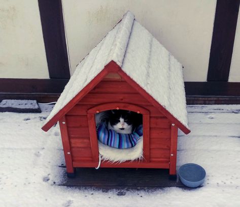 My older cat Rivig enjoying his new hut with electric heated floor. Cat Hut, Hut Ideas, Cat Outside, Heated Floor, Cats Outside, Older Cats, Cat Pictures, Heated Floors, Gremlins