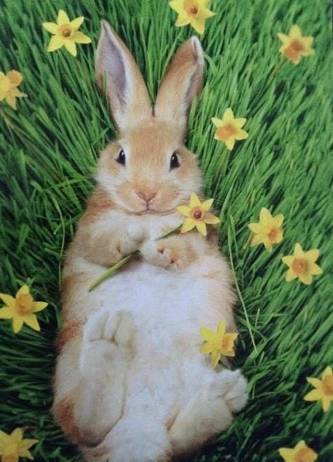 Easter Spring Aesthetic, Easter Aesthetic Bunny, Easter Bunny Aesthetic, Spring Aesthetic Animals, Animals In Spring, Spring Baby Animals, Bunny Spring Aesthetic, Rabbits Cute Aesthetic, Rabbits In Nature