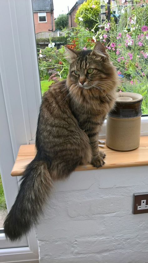 Long Haired Brown Tabby Cat, Cats With Long Hair, Tabby Cats Brown, Brown Tabby Cat Long Hair, American Long Haired Cats, Long Hair Domestic Cat, Brown Norwegian Forest Cat, Long Hair Cats Breeds, Dark Brown Tabby Cat