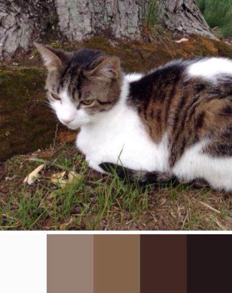 Cat color palette Calico Color Palette, Cat Color Palette, Wcue Inspiration, Bicolor Cat, Palette Design, Tortoise Shell Cat, Color Palette Design, Cat Colors, Warrior Cats