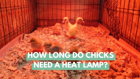 How Long Do Chicks Need a Heat Lamp? - Eco Peanut Heat Lamp For Chicks, Brooder Box, Baby Chicks Raising, Do Baby, Heat Lamps, Baby Chickens, Body Warmer, Baby Chicks, Raising Chickens