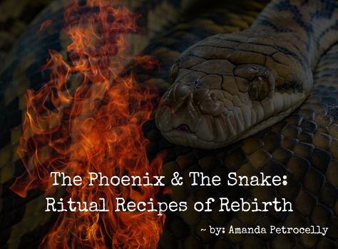 The Phoenix & The Snake: Ritual Recipes of Rebirth ~ Amanda Petrocelly Rebirth Ritual, Creative Development, Snake Shedding, Broom Closet, Magical Book, Hedge Witch, Moon Cycles, Be Gentle With Yourself, Beltane