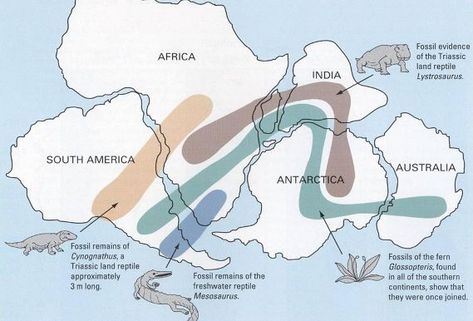 Fossil evidence to support Alfred Wegner's Continential Drift Theory #continental drift #pangaea Continental Drift Theory, Alfred Wegener, Science Report, Plate Tectonic Theory, Continental Drift, Continents And Oceans, Plate Tectonics, World Geography, Earth Science