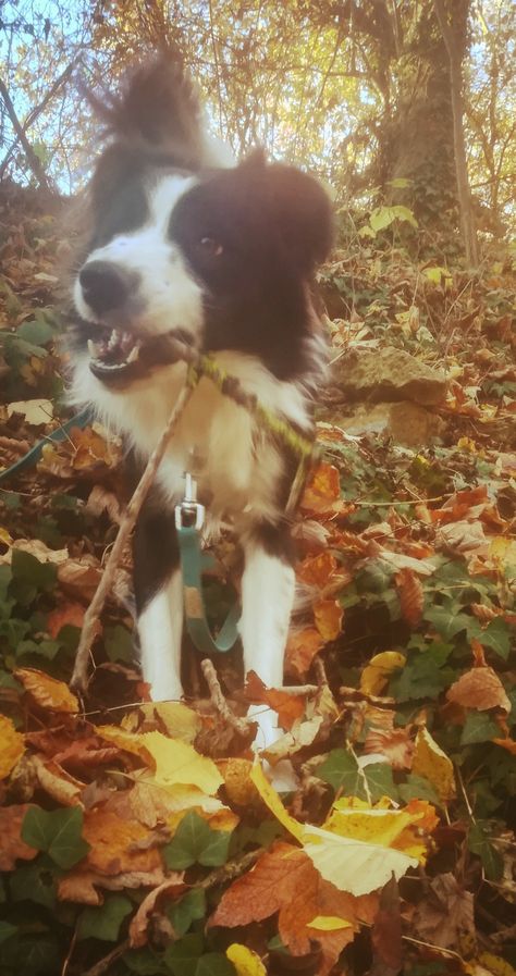 Yùgo Border collie Border Collie Therian, Brown Border Collie, Border Line, Dog Motif, Artsy Photos, Dog Lady, Border Collies, Beloved Dog, Okra