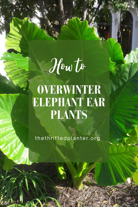 If you grow elephant ear plants and toss them at the end of the season because you don't know what to do with them. Read this post because you can keep your elephant ears for years to come! When To Dig Up Elephant Ear Bulbs, Winterizing Elephant Ear Plants, How To Take Care Of Elephant Ear Plants, Elephant Ears Plants Outdoor, How To Overwinter Elephant Ears, Types Of Elephant Ear Plants, Elephant Ears Plants Landscaping, Elephant Ears Plants Indoor, Elephant Ears In Pots