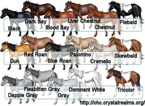 Horse Color Chart, Horse Braiding, Horse Coat Colors, Horse Lessons, Horse Club, Horse Facts, Horse Camp, Morgan Horse, Barrel Racing Horses