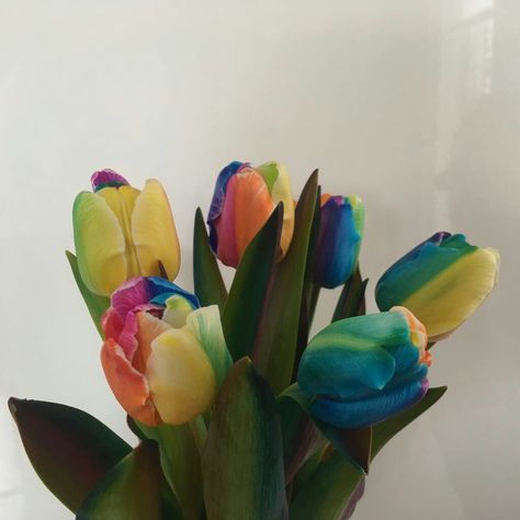 Dutch Rainbow tulips 🌈 Rainbow Tulips, Flower Power, Tulips, Beautiful Flowers, Rainbow, Plants, Flowers, Quick Saves