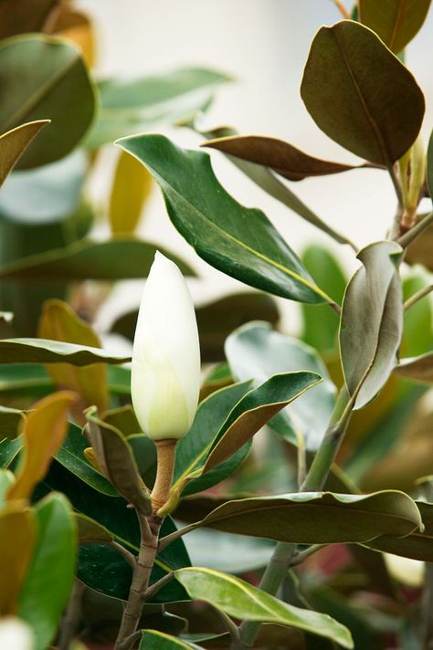 Bay magnolia 'Little Gem' [Magnolia grandiflora] Magnolia Foliage, Magnolia Little Gem, Evergreen Magnolia, Gem Tree, Magnolia Grandiflora, Magnolia Leaf, Southern Magnolia, Virtual Flowers, Magnolia Tree