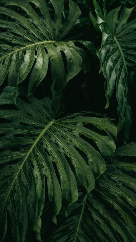 Garden Spells, Leaves Wallpaper Iphone, Calming Images, Plant Background, Plant Wallpaper, Monstera Plant, Background Pictures, Vintage Wallpaper, Green Aesthetic