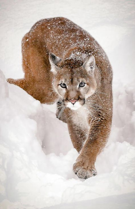 Big Cat Family, Small Wild Cats, Power Animal, Exotic Cats, Big Animals, Mountain Lion, Cat Family, Small Cat, Exploring The World