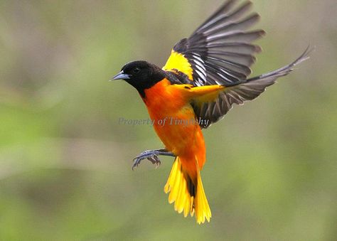 (#28) Baltimore Oriole by tinyfishy, via Flickr Venezuelan Troupial, Orioles Tattoo, Baltimore Orioles Birds, Oriole Bird, Conure Parrots, Baltimore Oriole, Carnival Of The Animals, All Birds, Interesting Photos