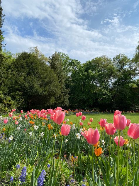 green trees and field with pink and orange tulips, and small white and purple flowers Tulip Field Wedding, Spring Park Aesthetic, Flower Park Aesthetic, Tulips Field Aesthetic, Tulip Meadow, Pink Tulip Field, Flower Field Aesthetic, Spring Flower Field, Island Forest