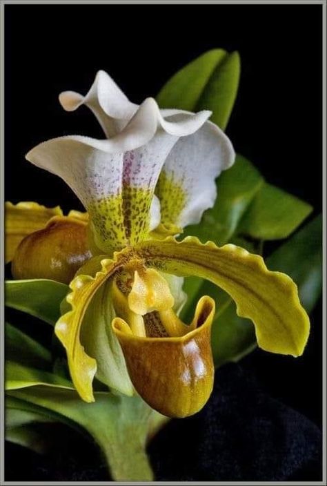 Slipper Orchid, Aesthetic Image, Bulbous Plants, Lady Slipper Orchid, Strange Flowers, Rare Orchids, Exotic Orchids, Visual Memory, Unusual Plants