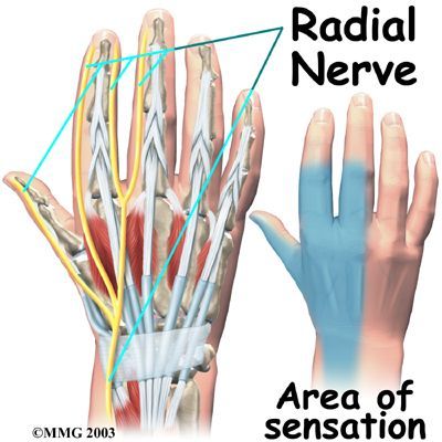 The Radial Nerve sneaks past the carpal tunnel and goes into the hand to help us Wrist Anatomy, Nerve Anatomy, Radial Nerve, Hand Anatomy, Ulnar Nerve, Median Nerve, Forearm Muscles, Ligaments And Tendons, Nerve Health