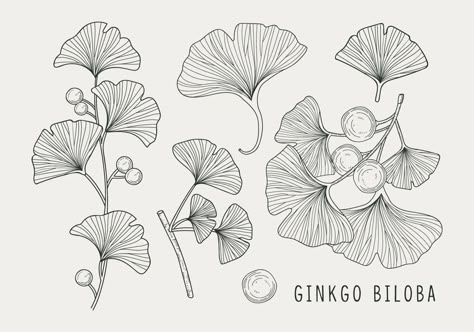 Ginkgo Biloba Handdrawn Illustration Tea Leaves Illustration, Ginkgo Tattoo, Ginko Biloba, Leaves Sketch, Aquarius Tattoo, Green Leaf Background, Gingko Leaves, Leaf Illustration, Leaf Drawing