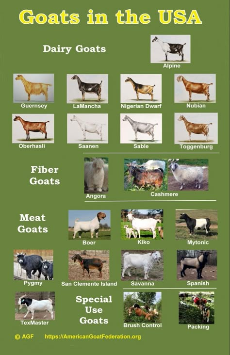 Meat Goats Breeds, Pig Breeds Chart, Goat Breeds Chart, Goat Types, Goat Farming Ideas, Goat Sketch, Heritage Breeds Livestock, Pygora Goats, Goat Feed