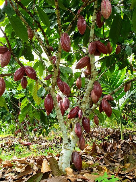 Nut Trees Types Of, Cacao Plant, Poultry Farm Design, Cacao Tree, Cocoa Tree, Cocoa Plant, Cacao Fruit, Tropical Greenhouses, Orchard Tree