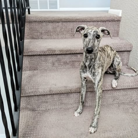 Kuiper, the brindle whippet puppy Grey Whippet, Whippet Puppy, Long Haired Whippet, Brindle Whippet, Whippet Rescue, Whippet Mix, Greyhound Brindle, Whippet Puppies, Blue Shutters