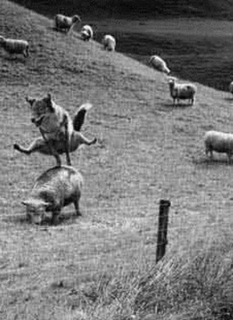 . Sheep Jumping, An Animal, 귀여운 동물, Farm Life, Bones Funny, Animal Kingdom, Funny Photos, Old Photos, Animals And Pets