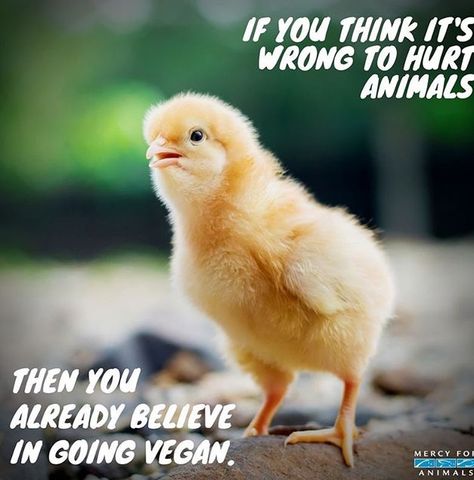 Mercy For Animals, Easter Tag, Vegan Facts, Hungry Children, Animal Activism, Animal Activist, Vegan Quotes, Animal Liberation, Vegan Animals