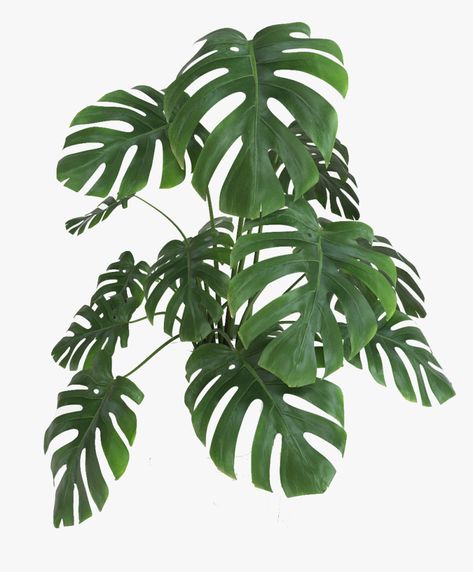 Common House Plants, Popular House Plants, Tropical House Plants, Swiss Cheese Plant, Cheese Plant, Organic Soil, Monstera Plant, Spider Plants, Monstera Deliciosa