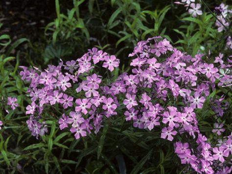 Prairie phlox Lady Bird Johnson Wildflower Center, Seed Collection, Texas Gardening, University Of Texas At Austin, Lady Bird Johnson, Seed Bank, Plant Images, Invasive Species, Native Garden