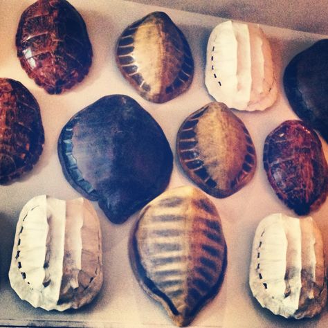 Turtle shell wall decor Turtle Shell Display, Turtle Shell Decor, Muscle Shell Art, Turtle Shell Mirror, Shell Decor Ideas, Diy Ninja Turtle Costume, Shell Pot, Shell Wall Decor, Turtle Shell Taxidermy