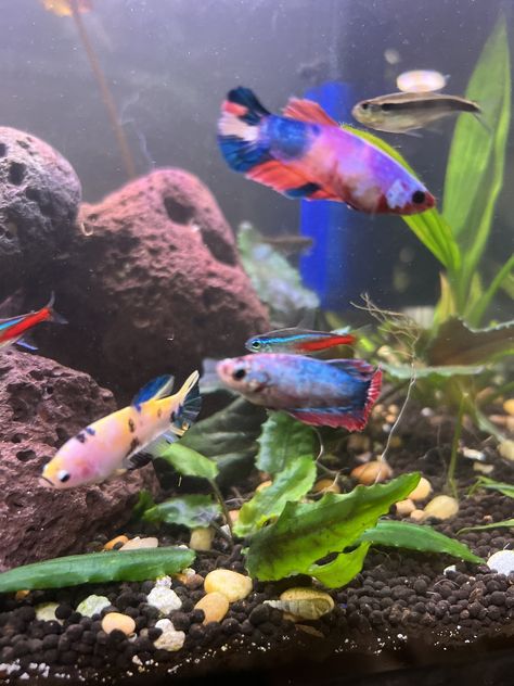 Betta Fish Sorority Tank, Beta Sorority Fish Tank, Betta Sorority Tanks, Cute Betta Fish, Betta Sorority, Betta Fish Tank, Beta Fish, Betta Fish, Koi Fish