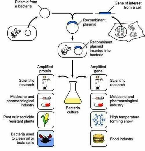 Recombinant Dna Technology, Dna Activities, Microbiology Study, Dna Facts, Recombinant Dna, Dna Structure, Science Study, Science Computer, Engineering Books