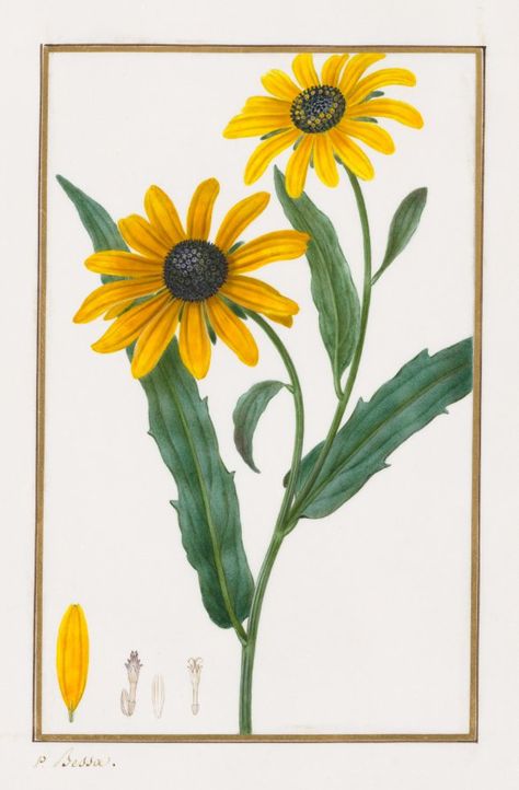 Black-eyed Susan | Page 15 | Cleveland Museum of Art Blackeye Susan Flowers, Black Eyed Susan Drawing, Blue And White Highlights, Pomegranate Pattern, Morris And Co, Pencil And Watercolor, Plant Study, Tapestry Woven, Board Painting