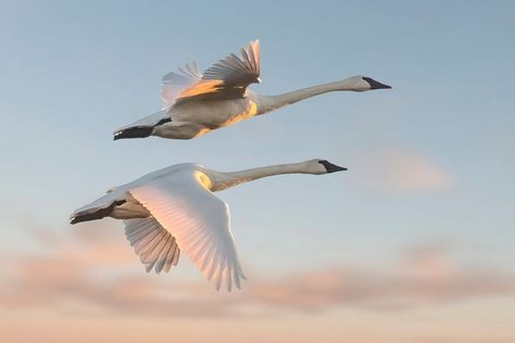 Alberta Birds | Trumpeter Swans Saturday morning (October 14) flying into the sunrise at Lois Hole PP. | Facebook Swan Flying, Swans Flying, Flying Photography, Trumpeter Swan, Trumpeter, The Sunrise, Saturday Morning, Swans, Birds In Flight