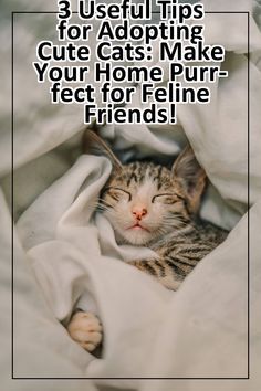 First Time Cat Owner, Cat Hacks, Cat Scratching Post, Cat Owner, Scratching Post, Useful Tips, Cat Scratching, Adorable Pets, Cat Owners