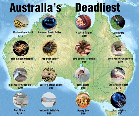 The Horror. Australia Geography, Australia Facts, Aussie Memes, Funny Aussie, Australia Quote, Sidney Australia, Deadly Creatures, Australia Funny, Deadly Animals