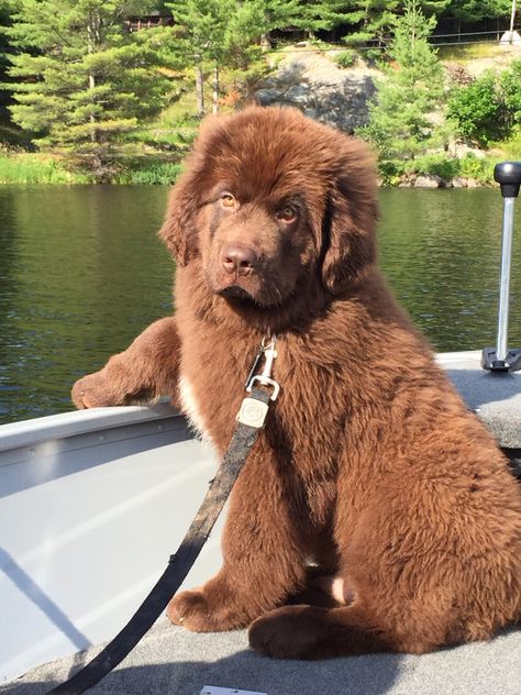 Newfinland Dog, New Foundland Dog Puppy, Brown Newfoundland Puppy, Newfoundland Puppy Brown, New Foundland Puppy, Grey Newfoundland Dog, Newfoundland Dog Brown, Newfoundland Dog Aesthetic, Chocolate Newfoundland