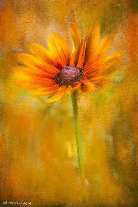 Brown eyed Susan Cap Painting, Brown Eyed Susan, Random Flowers, Brown Eye, Happy Flowers, Black Eyed Susan, Black Eyed, Pencil Art Drawings, Flower Beauty